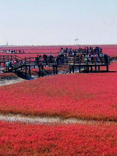 盘锦红海滩免费时间_盘锦红海滩门票多少钱